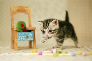 茶杯貓產(chǎn)后嘔吐怎么回事 茶杯貓生產(chǎn)后嘔吐原因介紹