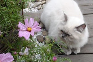 喜馬拉雅貓漲奶怎么辦 喜馬拉雅貓漲奶解決辦法