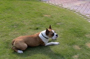 拳師犬怎么剪指甲 拳師犬修剪指甲技巧