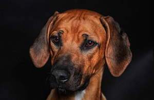 羅得西亞脊背犬怎么養(yǎng) 羅得西亞脊背犬飼養(yǎng)知識