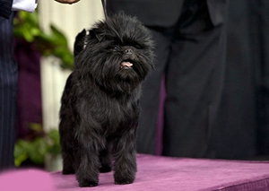 艾芬品日常護理要注意什么 艾芬品護理注意事項