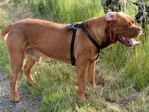 波爾多犬怎么剪指甲 波爾多犬修剪指甲技巧