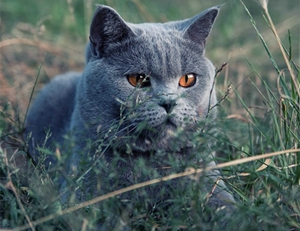 沙特爾貓繁殖要注意什么 沙特爾貓繁殖注意事項