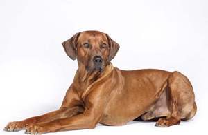 羅得西亞脊背犬好養(yǎng)嗎 獵獅犬喂養(yǎng)要點