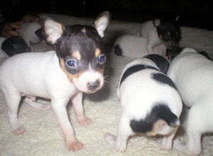 玩具獵狐梗怎么修剪指甲 玩具獵狐梗剪指甲方法