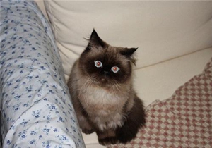 喜馬拉雅貓繁殖要注意什么 喜馬拉雅貓繁殖注意事項(xiàng)