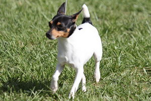 玩具獵狐梗吃什么狗糧好 玩具獵狐梗狗糧選擇推薦