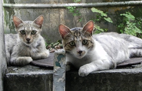 為什么加州閃亮貓會便血 加州閃亮貓便血原因介紹