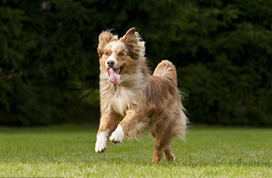 澳大利亞牧羊犬毛發(fā)怎么打理 澳洲牧羊犬毛發(fā)打理方法