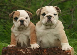 英國斗牛犬夏天中暑預防治療方法