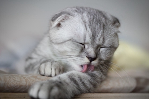 如何預防折耳貓流產(chǎn) 蘇格蘭折耳貓流產(chǎn)預防方法