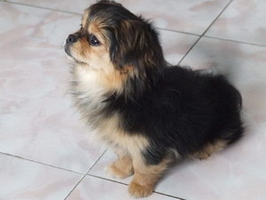 西藏獵犬耳朵怎么清潔 西藏獵犬梗耳朵護理方法