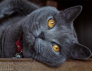 怎么判斷沙特爾貓是否懷孕 沙特爾貓懷孕征兆介紹