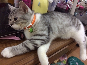 英國短毛貓懷孕要注意什么 英國短毛貓?jiān)衅谧⒁馐马?xiàng)