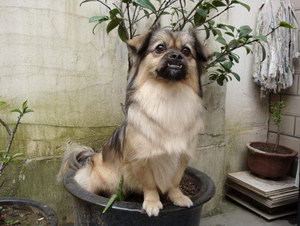 西藏獵犬怎么潔齒好 西藏獵犬牙齒清潔方法