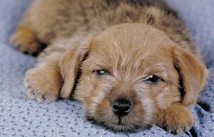 諾?？斯Ｔ趺葱藜糁讣?諾福克梗剪指甲方法