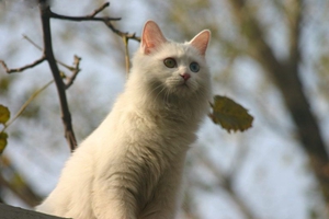 山東獅子貓產(chǎn)后怎么照顧 山東獅子貓產(chǎn)后護(hù)理