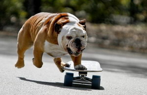 英國斗牛犬什么時候斷奶好 英國斗牛犬幼犬斷奶時間介紹