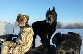 巨型雪納瑞牙齒怎么清潔 巨型雪納瑞口腔護(hù)理方法
