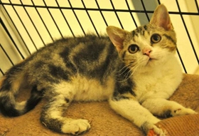 美國剛毛貓得了白血病怎么辦 白血病注意事項