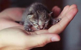 茶杯貓胃不舒服怎么辦 茶杯貓胃不舒服解決辦法