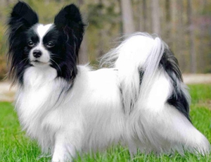 羅秦犬能吃豬肉嗎 豬肉營養(yǎng)高