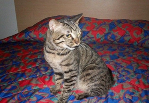 中國貍花貓懷孕期間吃什么 中國貍花貓懷孕伙食