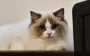 布偶貓產(chǎn)后怎么催乳 產(chǎn)后催乳四方法