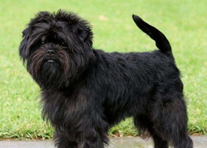 艾芬品吃什么 艾芬品喂食要點