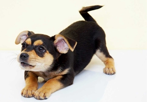 德國賓莎犬怎么美容 德國賓莎犬美容方案