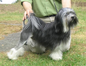 羅秦犬好養(yǎng)嗎 羅秦犬飼養(yǎng)方法