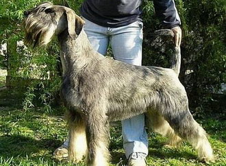 巨型雪納瑞怎么修剪指甲 巨型雪納瑞剪指甲方法