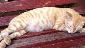 貓咪生產前兆有哪些 貓咪生產前兆詳解