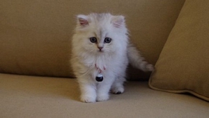 波斯貓懷孕有什么需要注意 波斯貓懷孕注意事項(xiàng)