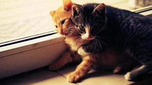 貓咪什么時(shí)候斷奶比較好 貓咪斷奶注意事項(xiàng)