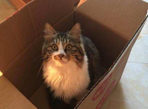 襤褸貓假孕是怎么回事 襤褸貓假孕原因分析