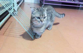 怎么預(yù)防曼基康貓腎結(jié)石 腎結(jié)石預(yù)防必備知識(shí)