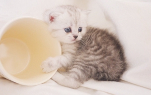 茶杯貓產(chǎn)房怎么準備 茶杯貓產(chǎn)房準備教程