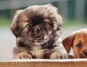 西藏獵犬怎么洗澡 西藏獵犬梗洗澡步驟流程