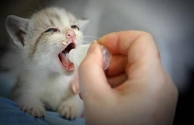 茶杯貓耳朵很臟怎么回事 茶杯貓耳朵很臟原因