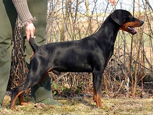 德國賓莎犬性格怎么樣 德國賓莎犬性格特點介紹