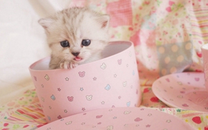 怎么確定茶杯貓是否懷孕 茶杯貓懷孕確認方法