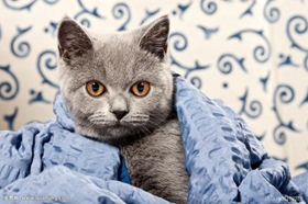 卡爾特貓骨折怎么辦 卡爾特貓意外骨折處理方法