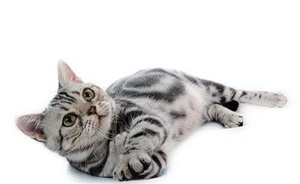 貓懷孕幾個月生產 貓咪懷孕時間