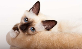 歐洲緬甸貓暈車有哪些表現(xiàn) 歐洲緬甸貓暈車表現(xiàn)