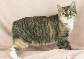 馬恩島貓為什么會(huì)腹脹 馬恩島貓幼貓腹脹治療