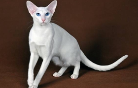 東方貓支氣管炎怎么治療 支氣管炎治療方法