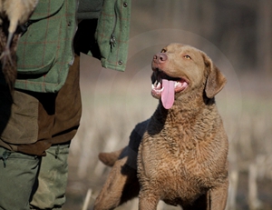 乞沙比克獵犬怎么消除淚痕 淚痕清潔方法