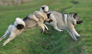 挪威獵鹿犬怎么洗澡 挪威獵鹿犬洗澡護理