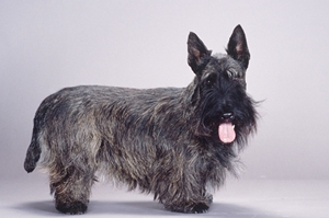 蘇格蘭梗吃什么狗糧 蘇格蘭梗狗糧推薦